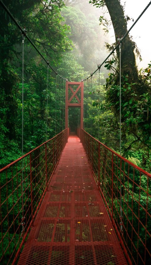 Bosque Nuboso de Monteverde