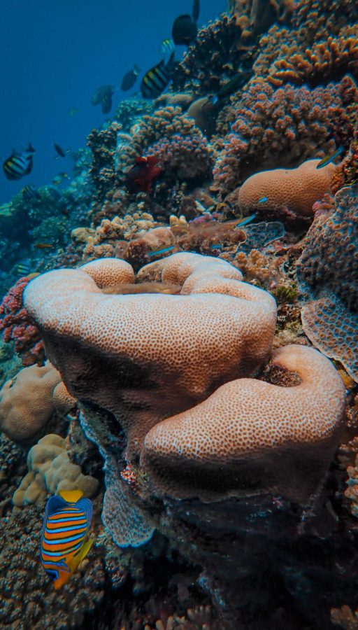 Gran Barrera de Coral