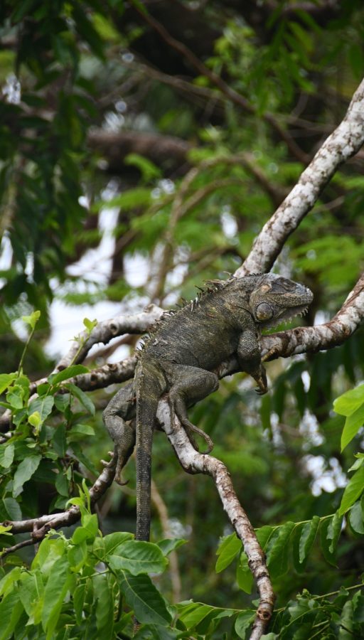 Parque Nacional Tortuguero 1