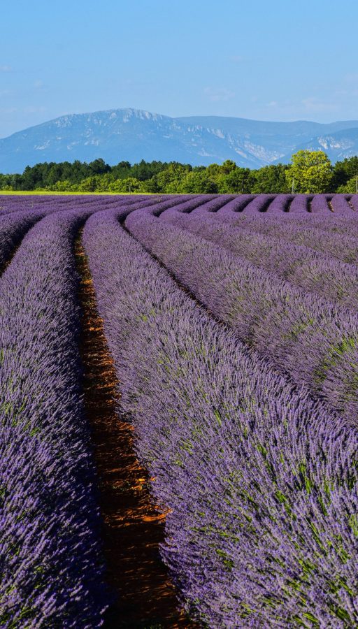 Provenze