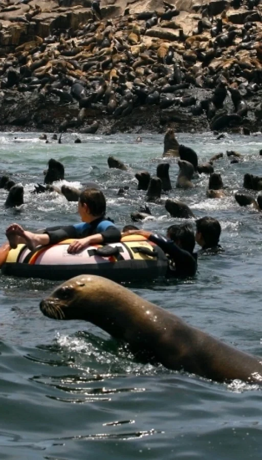 islaspalomino